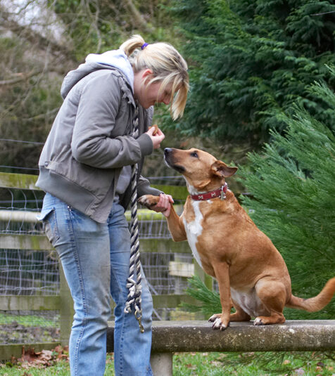 Dog, Dogs, English Bull Terrier, Kate, Ruby, Staffordshire, Terriers