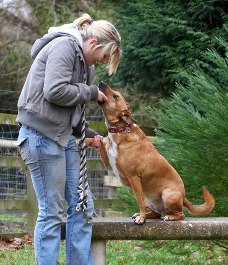 Dog, Dogs, English Bull Terrier, Kate, Ruby, Staffordshire, Terriers