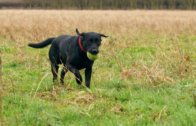 Ball, Dog, Dogs, Harvey, Labrador, Play, Playing, Playtime, Run, Running
