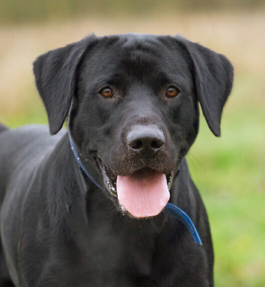 Buddy, Dog, Dogs, Labrador, Play, Playing, Playtime, Run, Running, Tongue