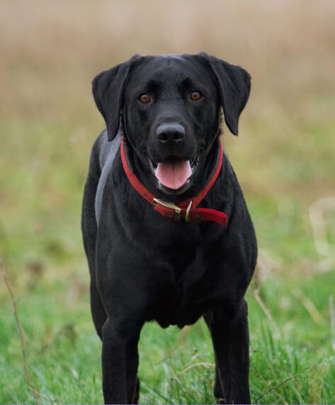 Dog, Dogs, Harvey, Labrador, Play, Playing, Playtime, Run, Running, Tongue