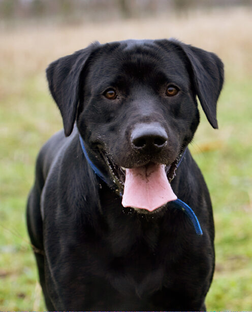 Buddy, Dog, Dogs, Labrador, Play, Playing, Playtime, Run, Running, Tongue