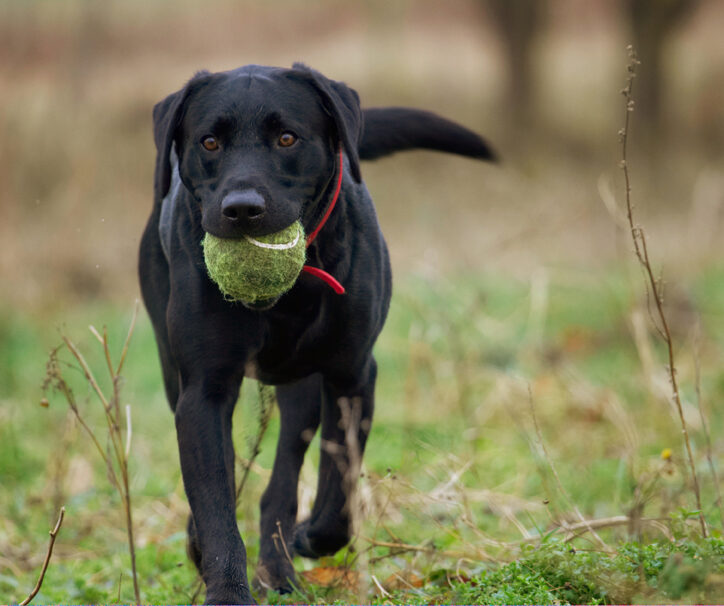 Ball, Dog, Dogs, Harvey, Labrador, Play, Playing, Playtime, Run, Running