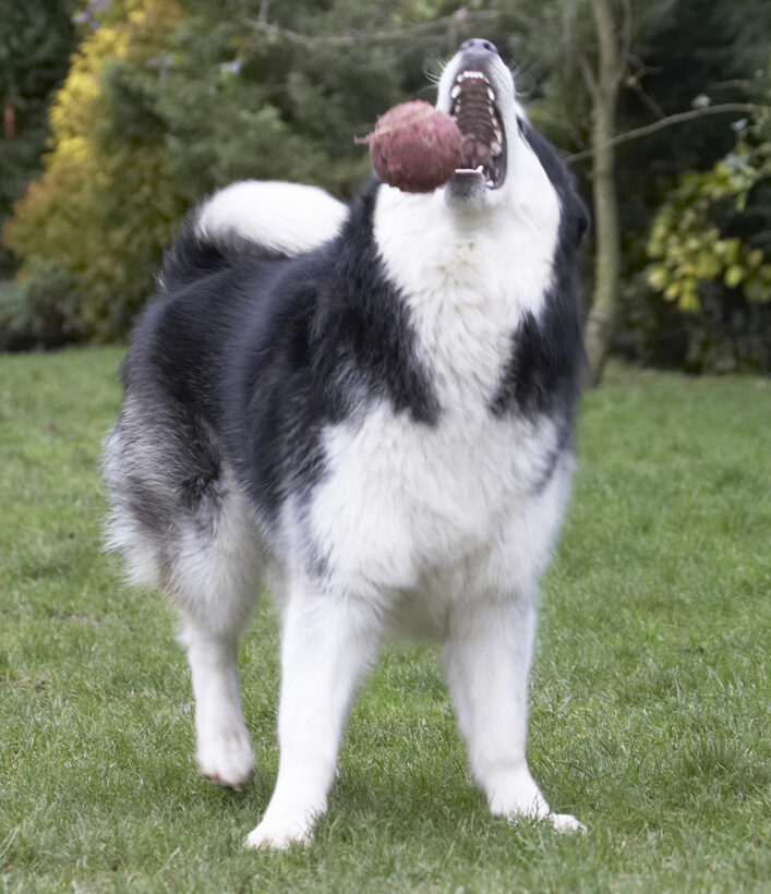 Ball, Baxter, Dog, Dogs, Malamute, Play, Playing, Playtime