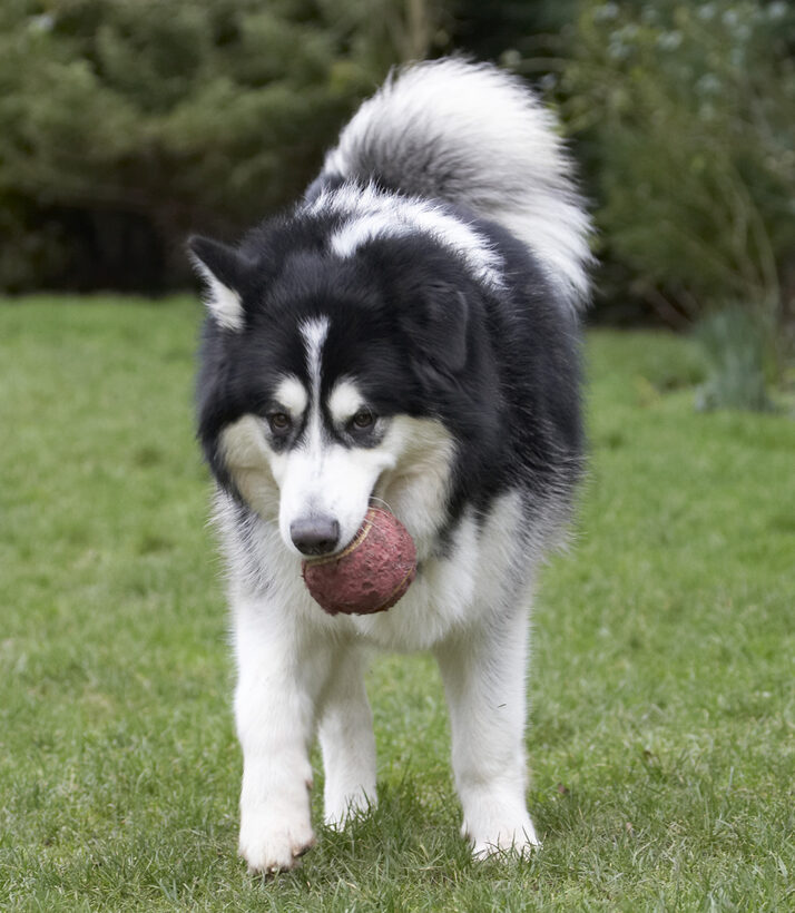 Ball, Baxter, Dog, Dogs, Malamute, Play, Playing, Playtime