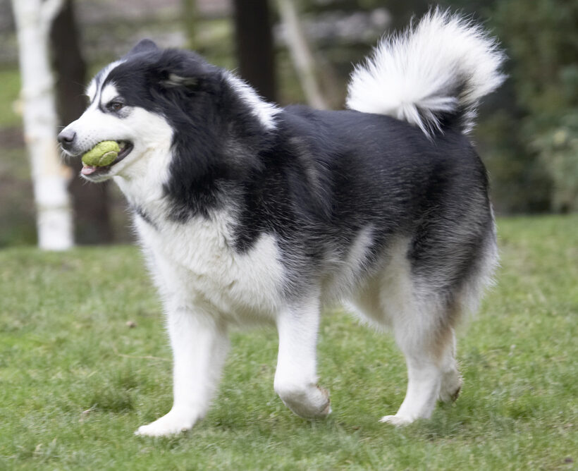 Ball, Baxter, Dog, Dogs, Malamute, Play, Playing, Playtime