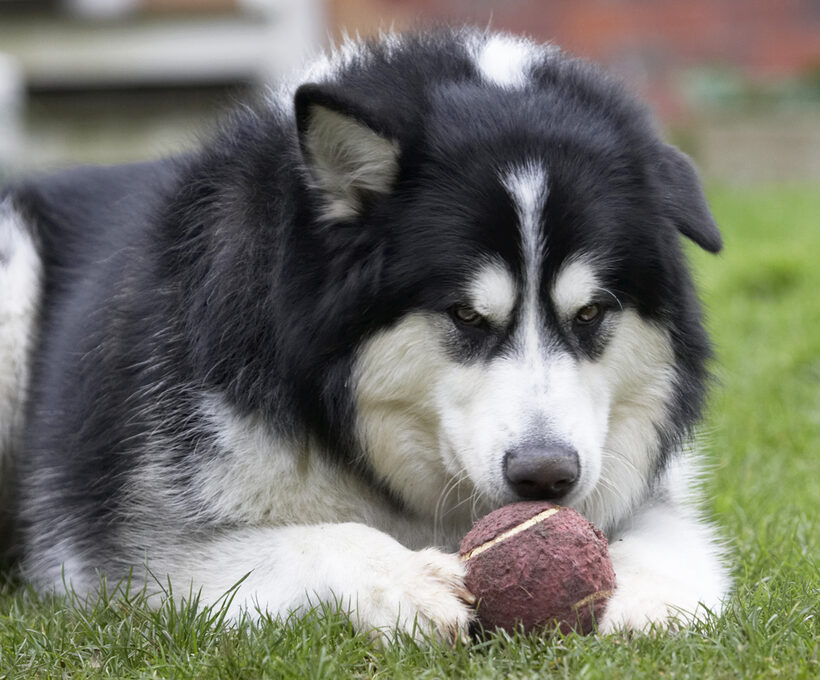 Ball, Baxter, Dog, Dogs, Malamute, Play, Playing, Playtime