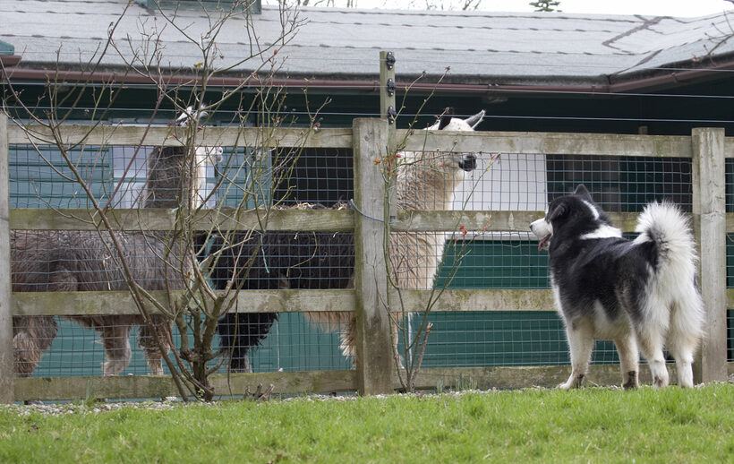 Alpacas, Baxter, Dog, Dogs, Malamute, Play, Playing, Playtime