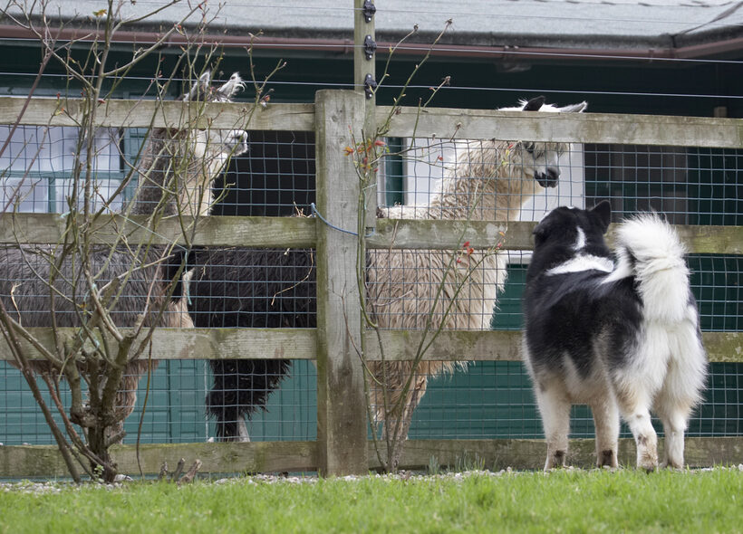 Alpacas, Baxter, Dog, Dogs, Malamute, Play, Playing, Playtime