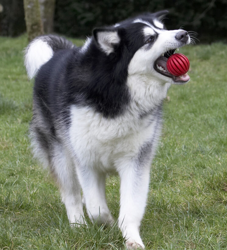 Ball, Baxter, Catch, Catching, Dog, Dogs, Malamute, Play, Playing, Playtime