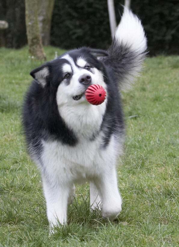 Ball, Baxter, Dog, Dogs, Malamute, Play, Playing, Playtime