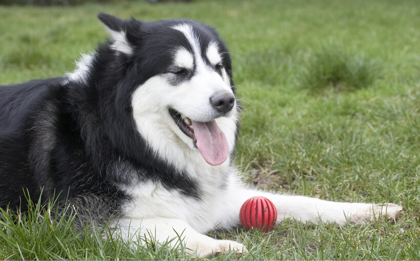 Ball, Baxter, Dog, Dogs, Lying, Malamute, Play, Playing, Playtime, Rest, Resting, Tongue