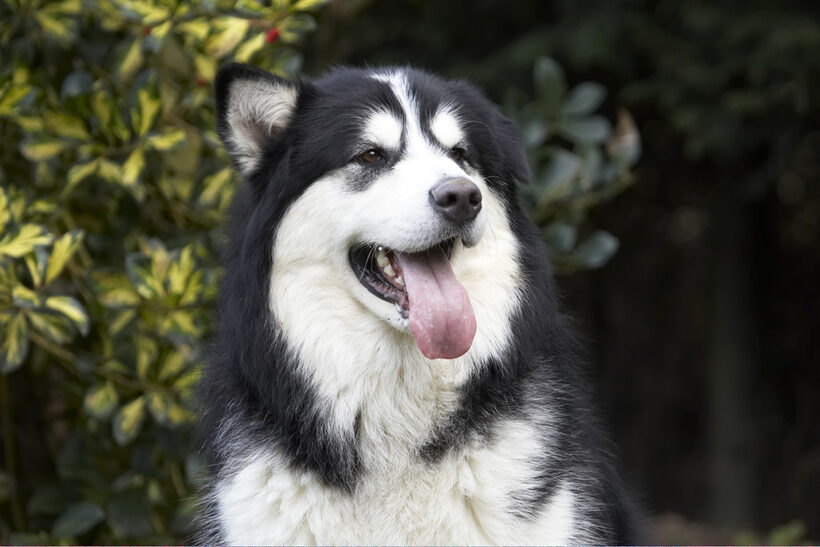 Alert, Baxter, Dog, Dogs, Head, Malamute, Play, Playing, Playtime, Portrait, Pose, Posing, Tongue