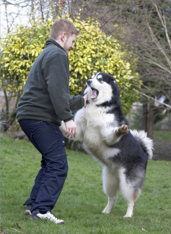 Baxter, Dog, Dogs, Jed, Malamute, Play, Playing, Playtime, Rope, Stand, Standing