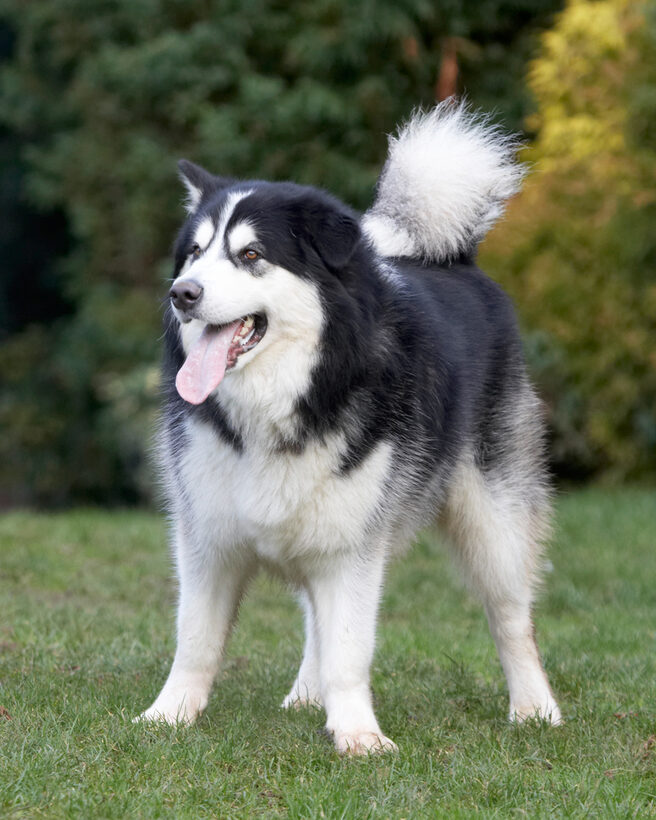 Baxter, Dog, Dogs, Malamute, Play, Playing, Playtime, Stand, Standing, Tongue