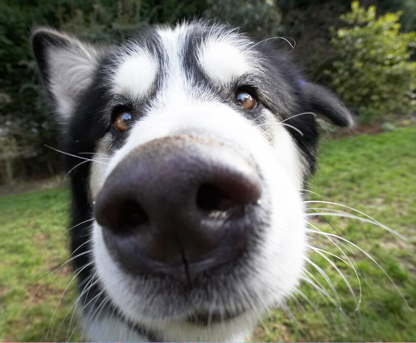 Baxter, Dog, Dogs, Malamute, Nose, Play, Playing, Playtime