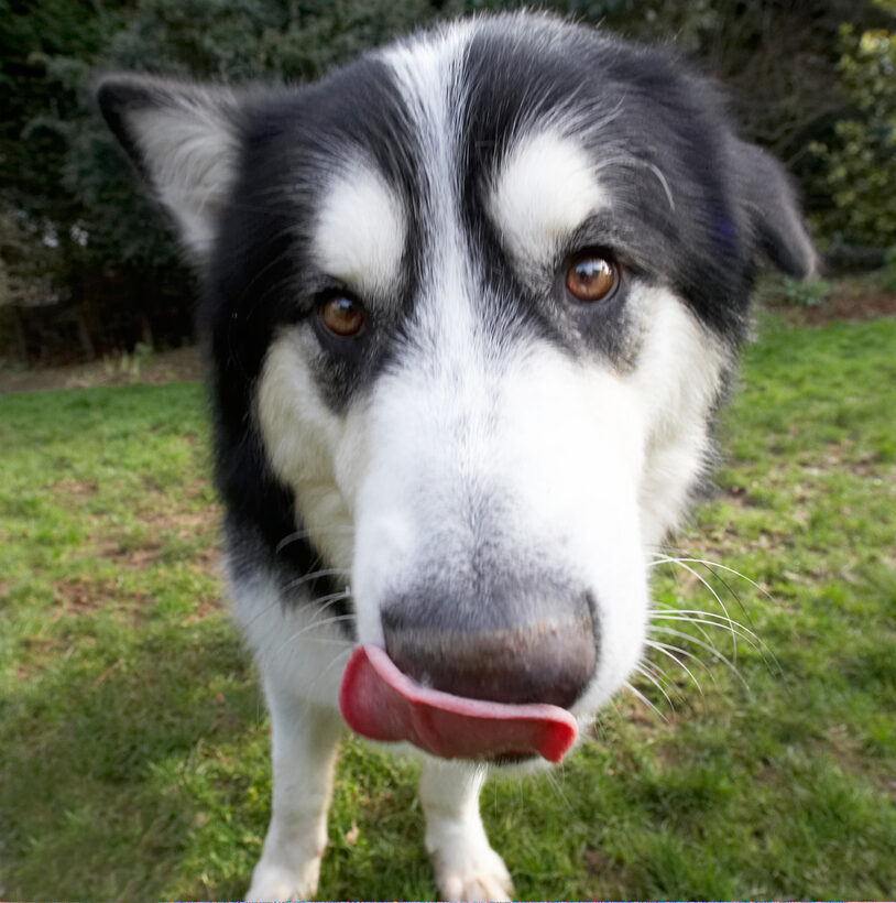 Baxter, Dog, Dogs, Malamute, Play, Playing, Playtime, Tongue