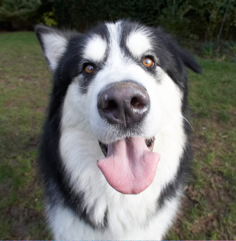 Baxter, Dog, Dogs, Malamute, Nose, Play, Playing, Playtime, Smile, Smiling, Tongue