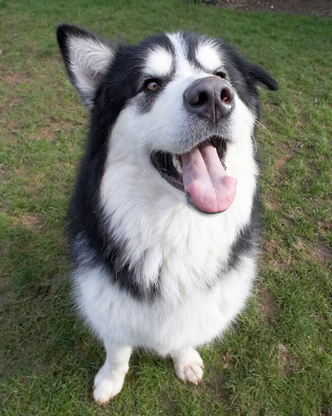 Baxter, Dog, Dogs, Malamute, Nose, Play, Playing, Playtime, Sit, Sitting, Tongue