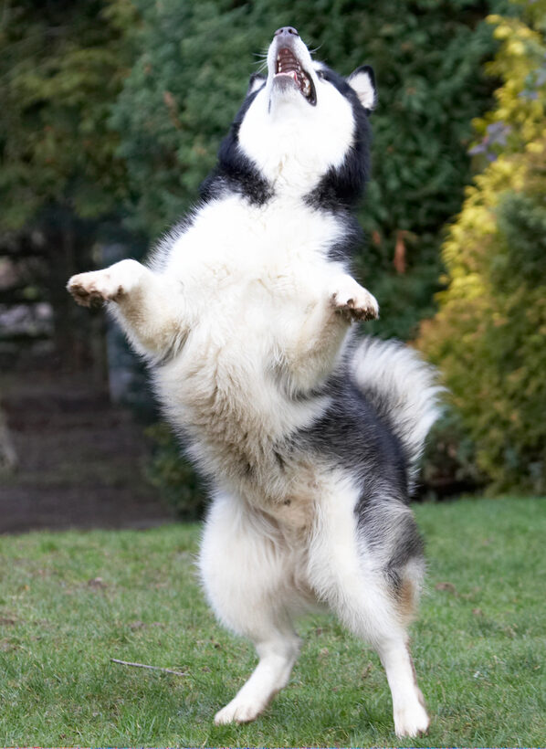 Baxter, Dog, Dogs, Malamute, Play, Playing, Playtime, Stand, Standing