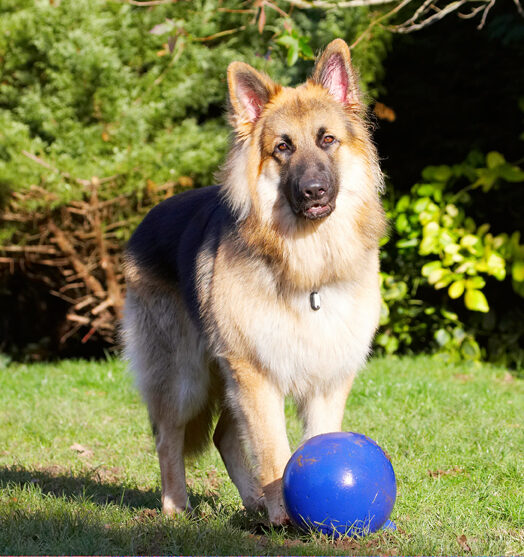 Alsatian, Alsatians, Animal, Animals, Ball, Canine, Canines, Dog, Dogs, Gatsby, German Shepherd, Land Mammal, Land Mammals, Play, Playing, Playtime, Terrestrial Mammal, Terrestrial Mammals