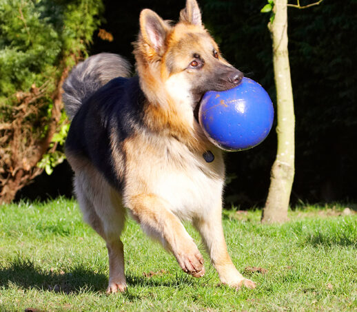 Alsatian, Alsatians, Animal, Animals, Ball, Canine, Canines, Dog, Dogs, Gatsby, German Shepherd, Land Mammal, Land Mammals, Play, Playing, Playtime, Terrestrial Mammal, Terrestrial Mammals