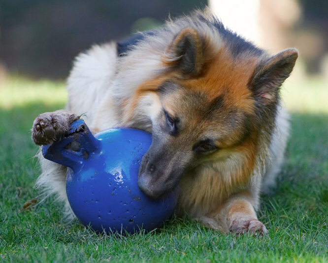 Alsatian, Alsatians, Animal, Animals, Ball, Canine, Canines, Dog, Dogs, Gatsby, German Shepherd, Land Mammal, Land Mammals, Play, Playing, Playtime, Terrestrial Mammal, Terrestrial Mammals