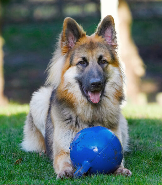 Alsatian, Alsatians, Animal, Animals, Ball, Canine, Canines, Dog, Dogs, Gatsby, German Shepherd, Land Mammal, Land Mammals, Play, Playing, Playtime, Terrestrial Mammal, Terrestrial Mammals, Tongue