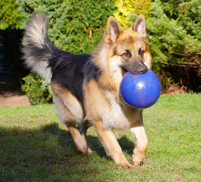 Alsatian, Alsatians, Animal, Animals, Ball, Canine, Canines, Dog, Dogs, Gatsby, German Shepherd, Land Mammal, Land Mammals, Play, Playing, Playtime, Run, Running, Terrestrial Mammal, Terrestrial Mammals