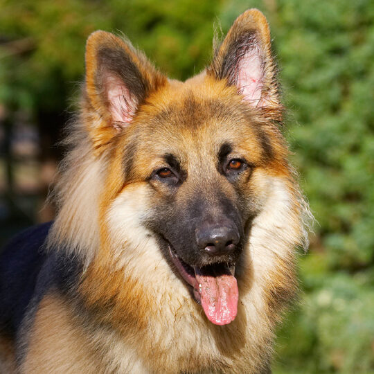 Alsatian, Alsatians, Animal, Animals, Canine, Canines, Dog, Dogs, Gatsby, German Shepherd, Land Mammal, Land Mammals, Play, Playing, Playtime, Terrestrial Mammal, Terrestrial Mammals, Tongue