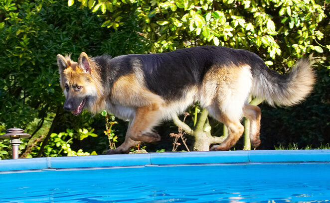 Alsatian, Alsatians, Animal, Animals, Canine, Canines, Dog, Dogs, Gatsby, German Shepherd, Land Mammal, Land Mammals, Play, Playing, Playtime, Pool, Swimming, Terrestrial Mammal, Terrestrial Mammals
