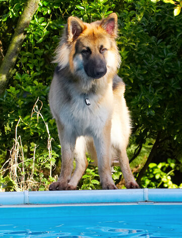Alsatian, Alsatians, Animal, Animals, Canine, Canines, Dog, Dogs, Gatsby, German Shepherd, Land Mammal, Land Mammals, Play, Playing, Playtime, Pool, Swimming, Terrestrial Mammal, Terrestrial Mammals