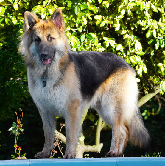 Alsatian, Alsatians, Animal, Animals, Canine, Canines, Dog, Dogs, Gatsby, German Shepherd, Land Mammal, Land Mammals, Play, Playing, Playtime, Terrestrial Mammal, Terrestrial Mammals, Tongue
