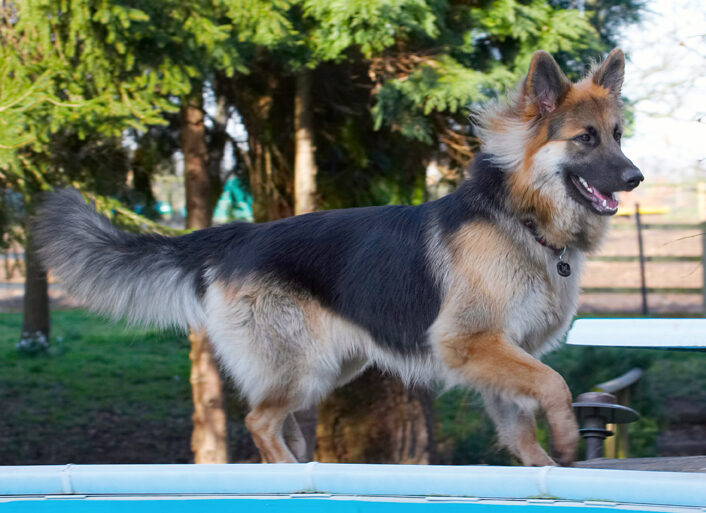 Alsatian, Alsatians, Animal, Animals, Canine, Canines, Dog, Dogs, Gatsby, German Shepherd, Land Mammal, Land Mammals, Play, Playing, Playtime, Terrestrial Mammal, Terrestrial Mammals