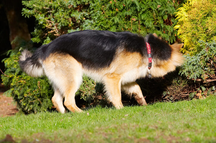 Alsatian, Alsatians, Animal, Animals, Canine, Canines, Dog, Dogs, Gatsby, German Shepherd, Land Mammal, Land Mammals, Play, Playing, Playtime, Terrestrial Mammal, Terrestrial Mammals