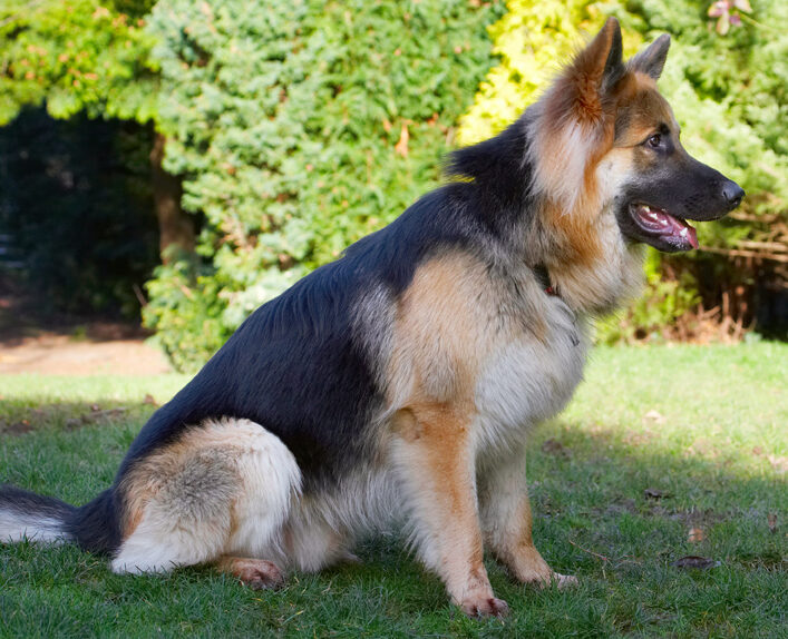 Alsatian, Alsatians, Animal, Animals, Canine, Canines, Dog, Dogs, Gatsby, German Shepherd, Land Mammal, Land Mammals, Play, Playing, Playtime, Sit, Sitting, Terrestrial Mammal, Terrestrial Mammals