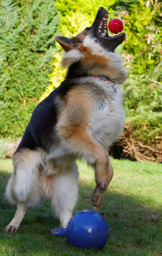 Alsatian, Alsatians, Animal, Animals, Ball, Canine, Canines, Catch, Catching, Dog, Dogs, Gatsby, German Shepherd, Land Mammal, Land Mammals, Play, Playing, Playtime, Terrestrial Mammal, Terrestrial Mammals