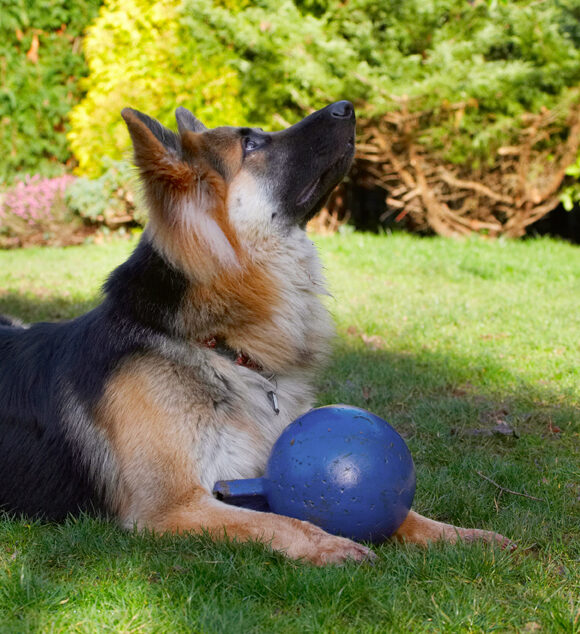 Alert, Alsatian, Alsatians, Animal, Animals, Attention, Ball, Canine, Canines, Dog, Dogs, Gatsby, German Shepherd, Land Mammal, Land Mammals, Play, Playing, Playtime, Terrestrial Mammal, Terrestrial Mammals