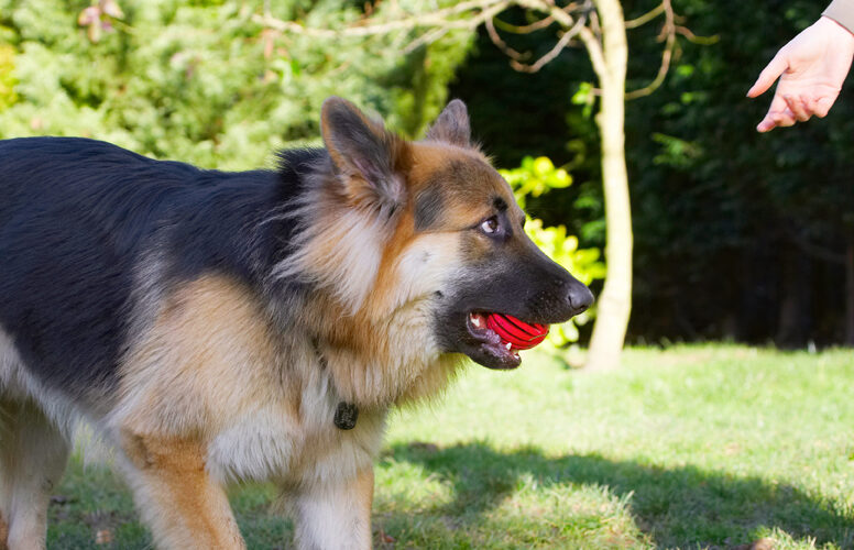 Alsatian, Alsatians, Animal, Animals, Ball, Canine, Canines, Dog, Dogs, Gatsby, German Shepherd, Land Mammal, Land Mammals, Play, Playing, Playtime, Terrestrial Mammal, Terrestrial Mammals