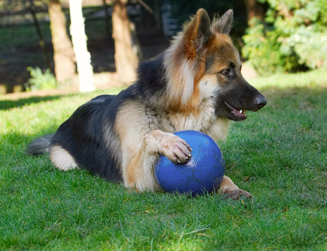 Alsatian, Alsatians, Animal, Animals, Ball, Canine, Canines, Dog, Dogs, Gatsby, German Shepherd, Land Mammal, Land Mammals, Play, Playing, Playtime, Terrestrial Mammal, Terrestrial Mammals