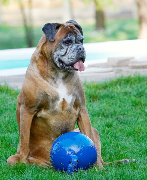 Animal, Animals, Ball, Boxer, Boxers, Canine, Canines, Dog, Dogs, Land Mammal, Land Mammals, Phoebe, Play, Playing, Playtime, Sit, Sitting, Terrestrial Mammal, Terrestrial Mammals, Tongue