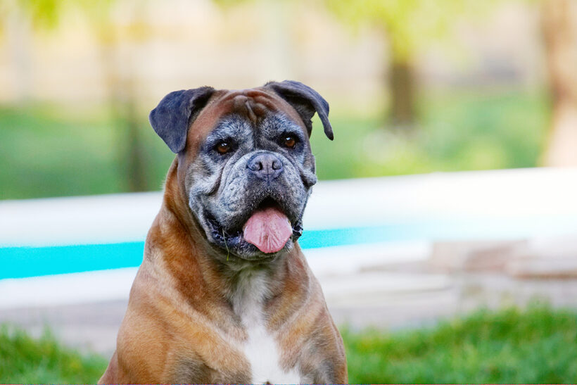 Animal, Animals, Boxer, Boxers, Canine, Canines, Dog, Dogs, Land Mammal, Land Mammals, Phoebe, Play, Playing, Playtime, Terrestrial Mammal, Terrestrial Mammals, Tongue