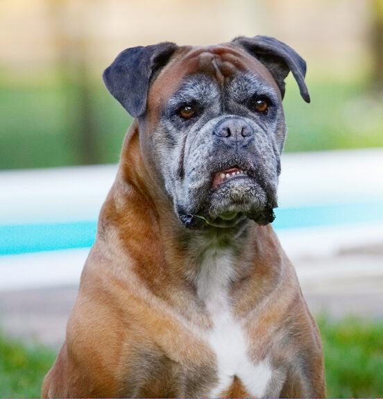 Animal, Animals, Boxer, Boxers, Canine, Canines, Dog, Dogs, Land Mammal, Land Mammals, Phoebe, Play, Playing, Playtime, Terrestrial Mammal, Terrestrial Mammals