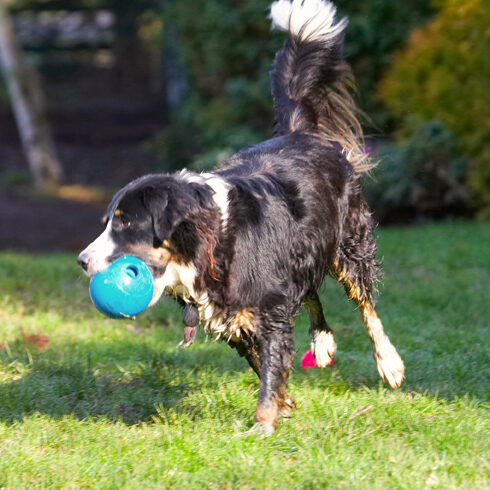 Animal, Animals, Ball, Canine, Canines, Collie, Collies, Dog, Dogs, Jake, Land Mammal, Land Mammals, Play, Playing, Playtime, Terrestrial Mammal, Terrestrial Mammals
