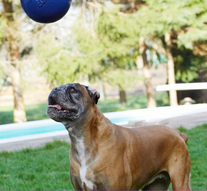 Animal, Animals, Ball, Boxer, Boxers, Canine, Canines, Dog, Dogs, Land Mammal, Land Mammals, Phoebe, Play, Playing, Playtime, Terrestrial Mammal, Terrestrial Mammals, Tongue