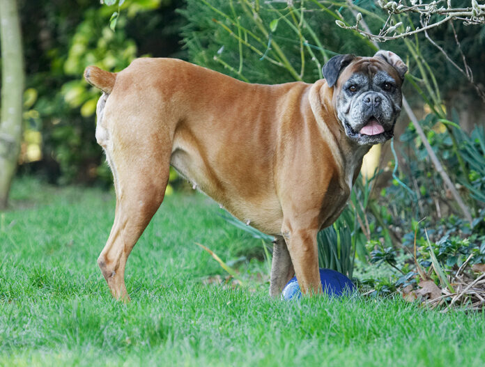 Animal, Animals, Boxer, Boxers, Canine, Canines, Dog, Dogs, Land Mammal, Land Mammals, Phoebe, Play, Playing, Playtime, Terrestrial Mammal, Terrestrial Mammals, Tongue