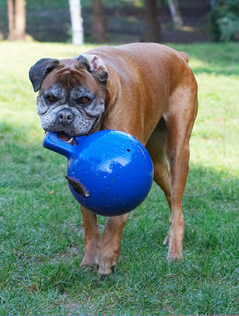 Animal, Animals, Ball, Boxer, Boxers, Canine, Canines, Dog, Dogs, Land Mammal, Land Mammals, Phoebe, Play, Playing, Playtime, Terrestrial Mammal, Terrestrial Mammals