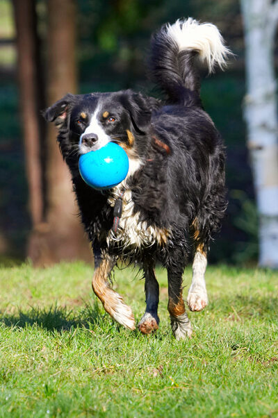 Animal, Animals, Ball, Canine, Canines, Collie, Collies, Dog, Dogs, Jake, Land Mammal, Land Mammals, Play, Playing, Playtime, Terrestrial Mammal, Terrestrial Mammals
