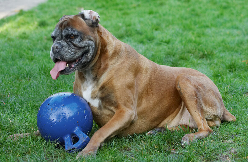 Animal, Animals, Ball, Boxer, Boxers, Canine, Canines, Dog, Dogs, Land Mammal, Land Mammals, Phoebe, Play, Playing, Playtime, Terrestrial Mammal, Terrestrial Mammals, Tongue