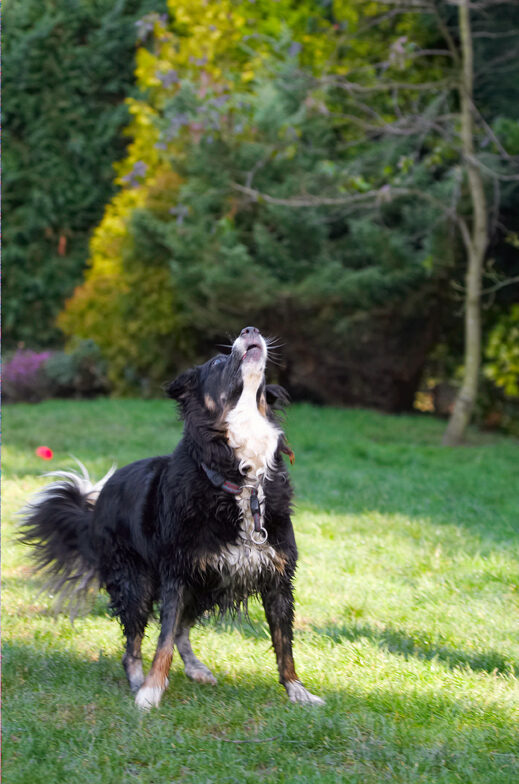 Animal, Animals, Canine, Canines, Collie, Collies, Dog, Dogs, Jake, Land Mammal, Land Mammals, Play, Playing, Playtime, Terrestrial Mammal, Terrestrial Mammals